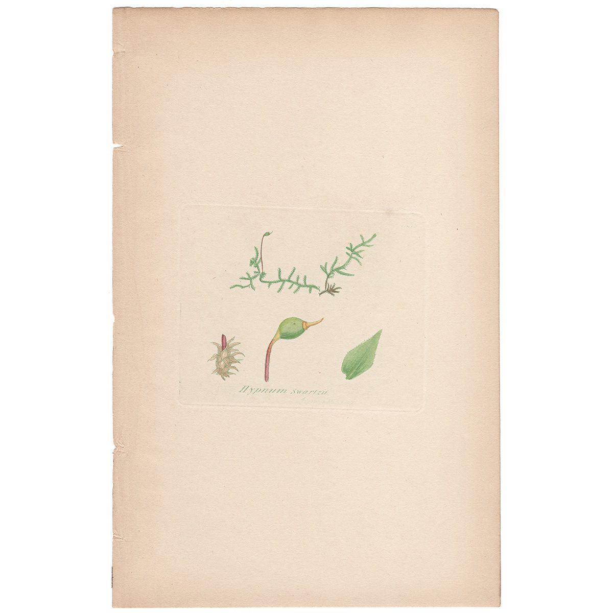 Sowerby Botany Plate 1552 Swartzian Feather-Moss
