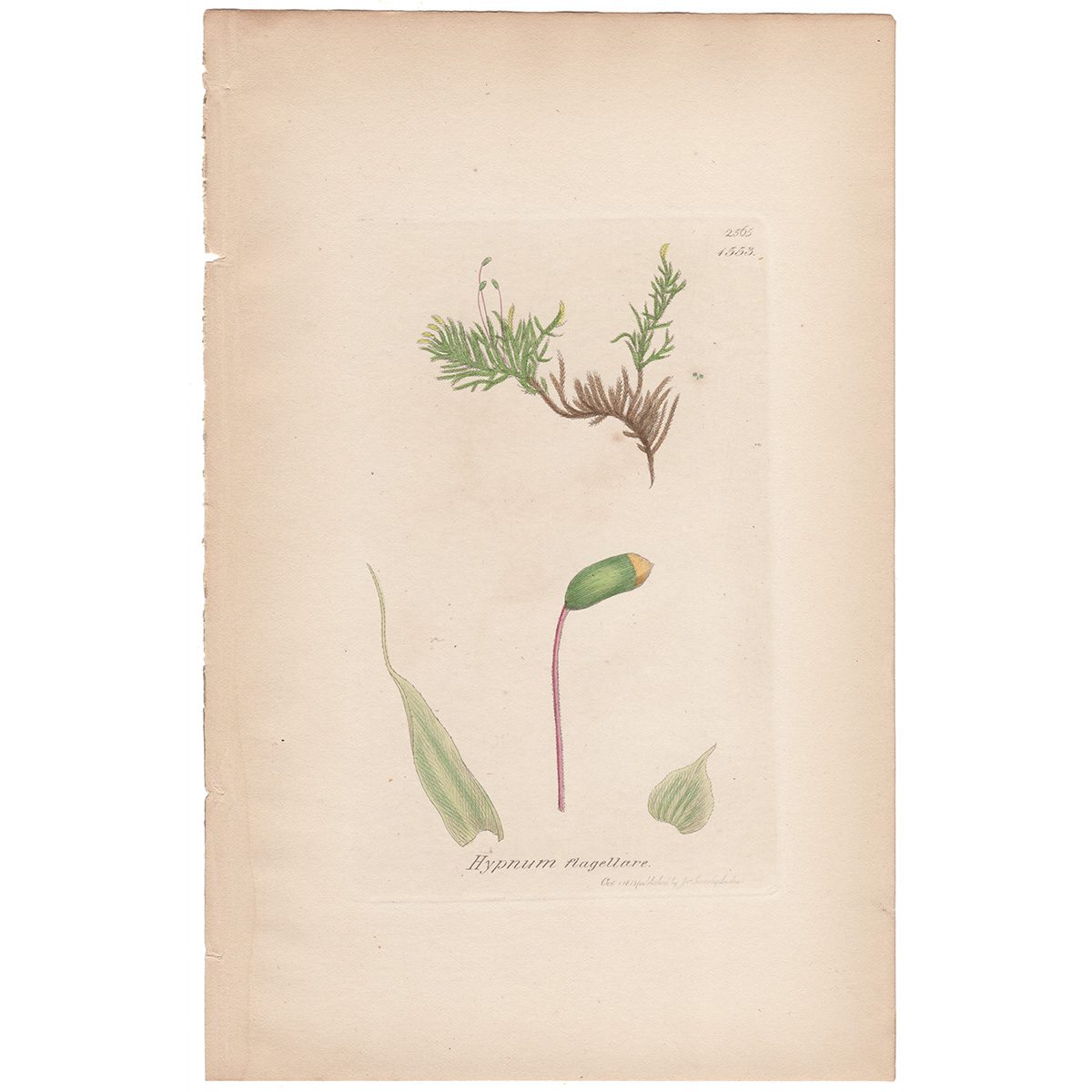 Sowerby Botany Plate 1553 Flagellate Thread-Moss, Sparkling Feather-Moss