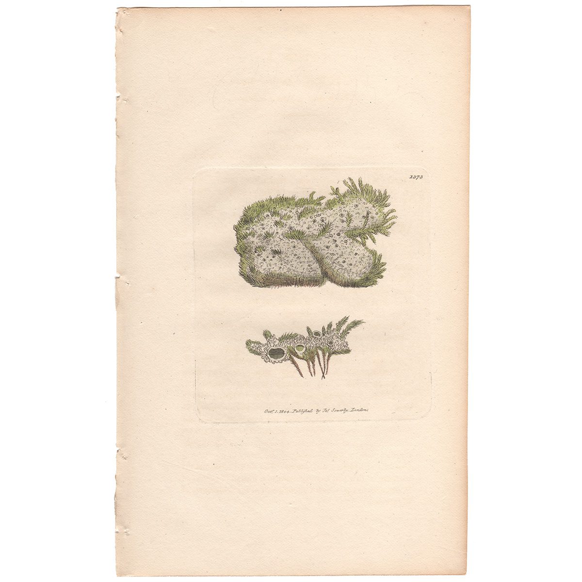 Sowerby Botany Plate 1373 Green and white Lichen