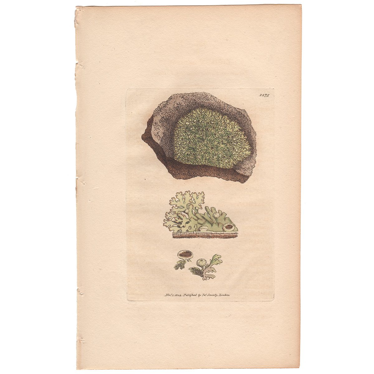 Sowerby Botany Plate 1375 Incurved Yellow-warted Lichen