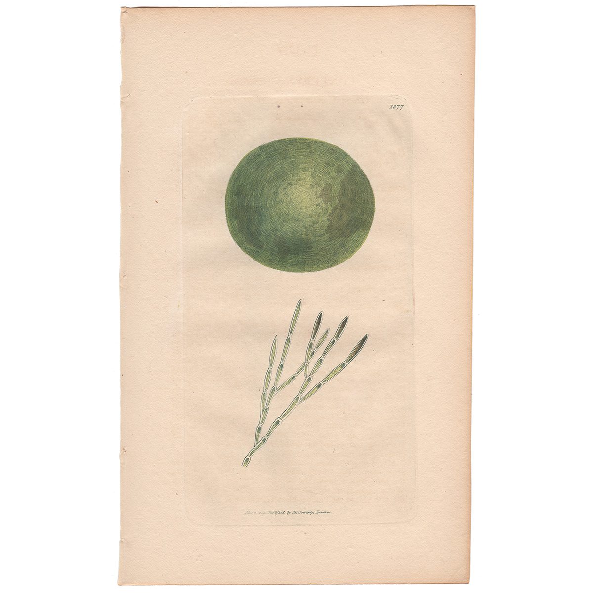 Sowerby Botany Plate 1377 Globe Conferva, or Moor Balls