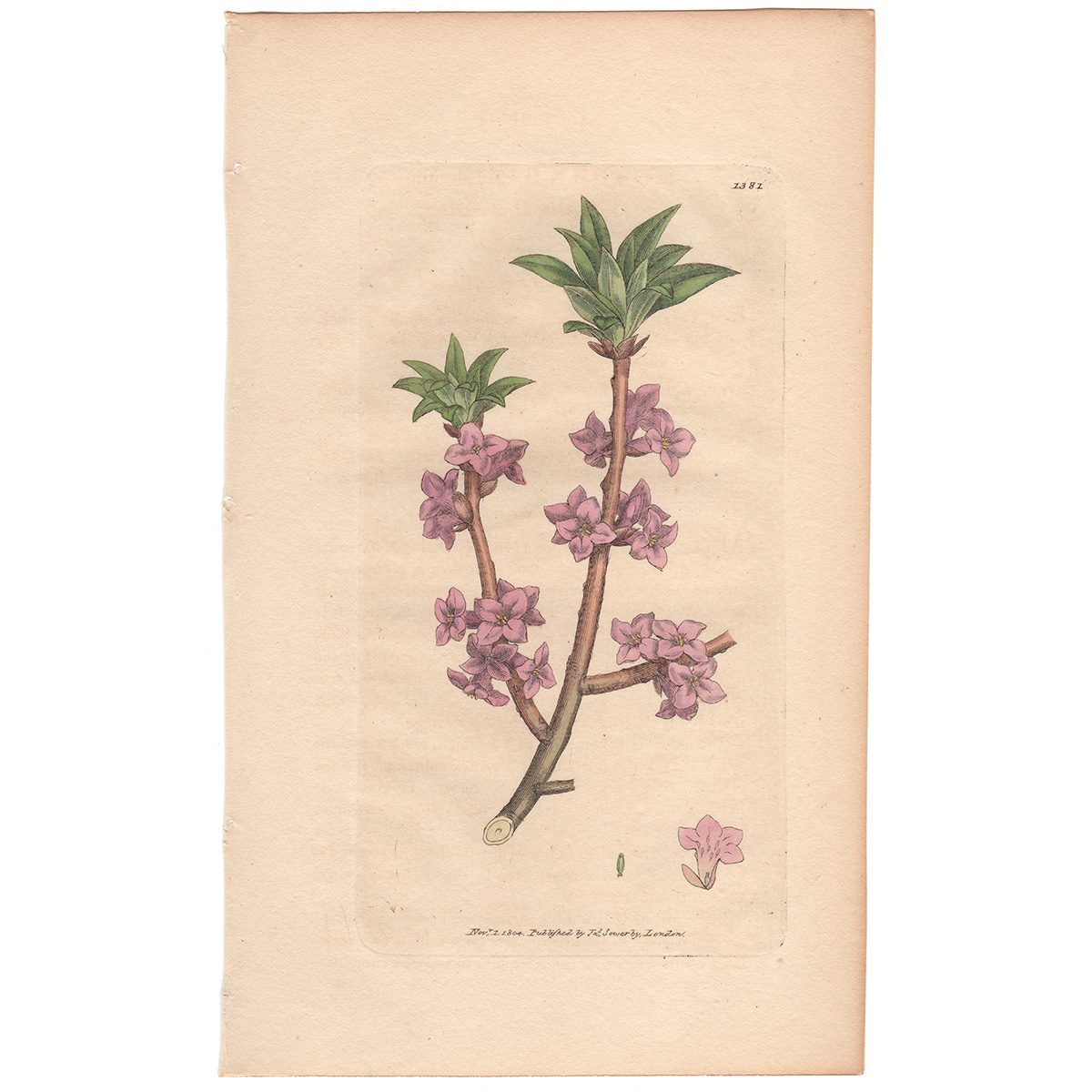 Sowerby Botany Plate 1381 Common Mezereon