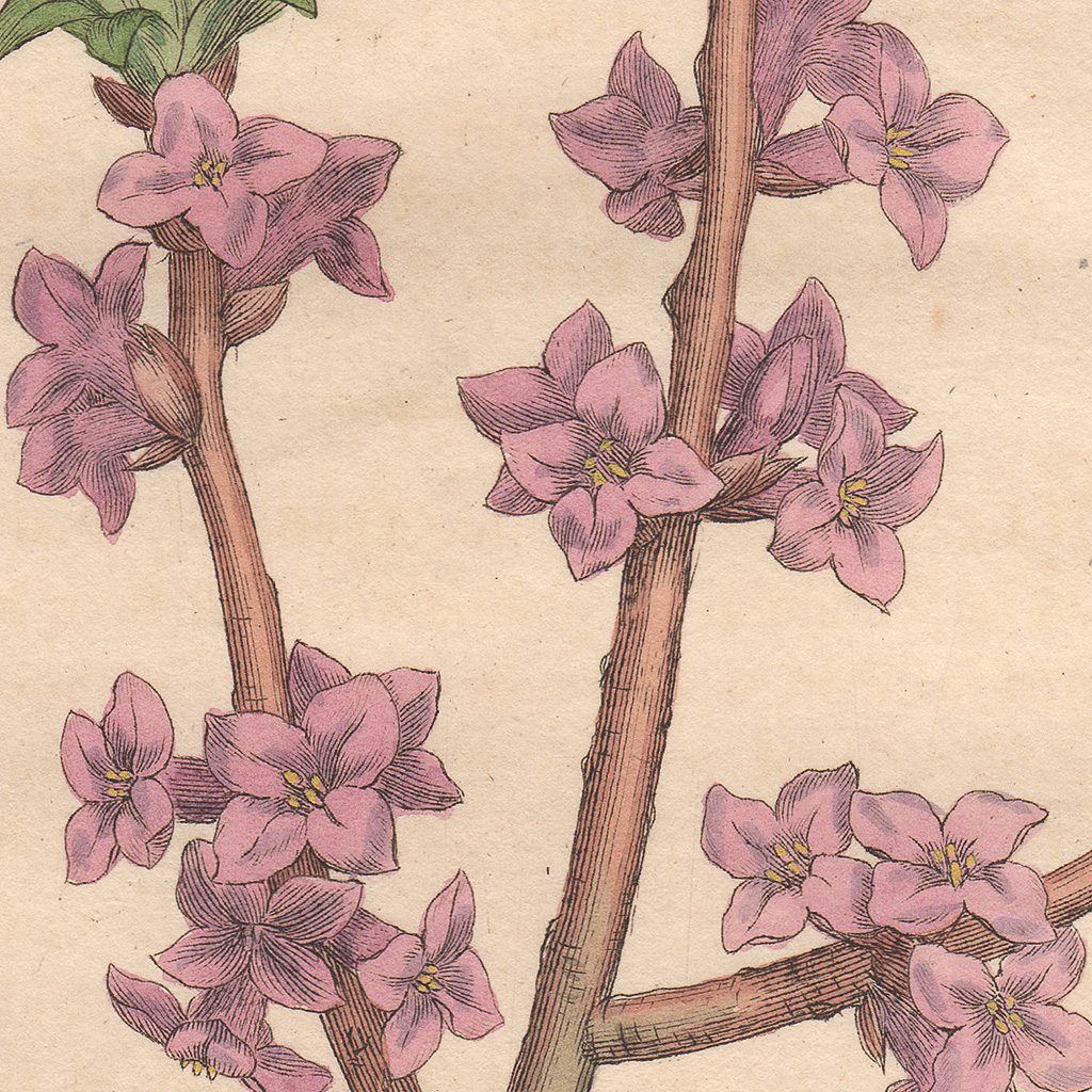 Sowerby Botany Plate 1381 Common Mezereon - Image 2