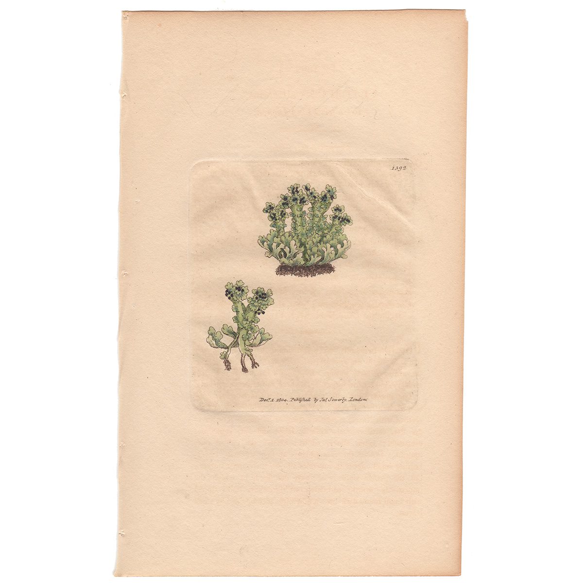Sowerby Botany Plate 1392 Elk's-horn Cup Lichen