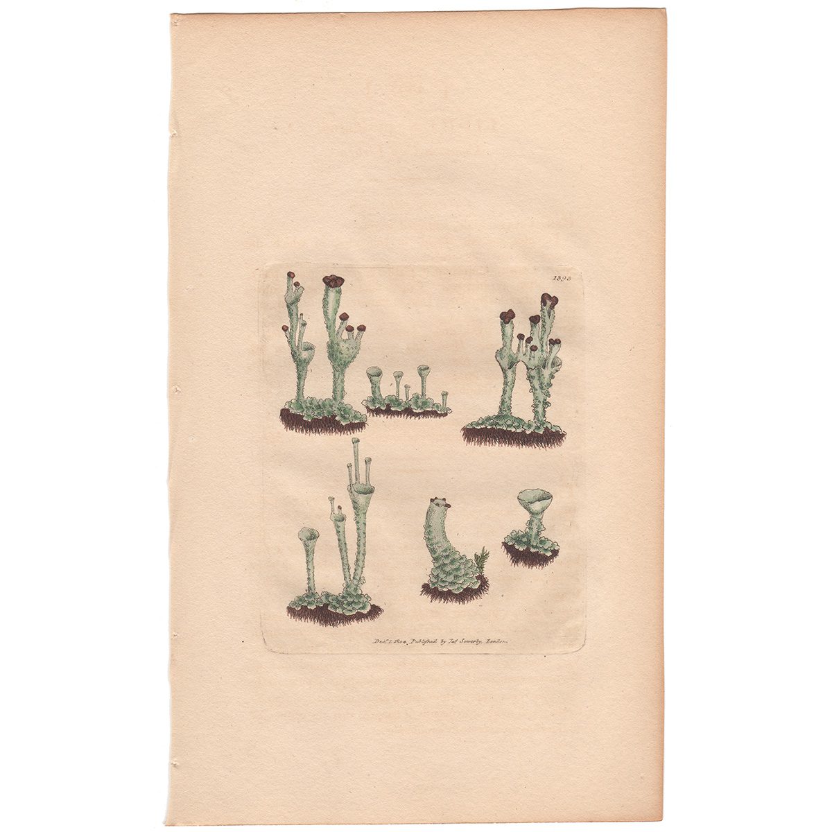 Sowerby Botany Plate 1393 Common Cup Lichen