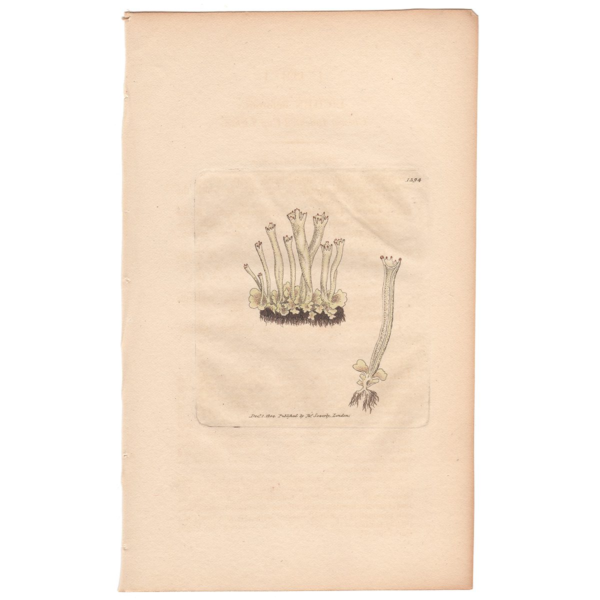 Sowerby Botany Plate 1394 Clumsy Indented Cup Lichen