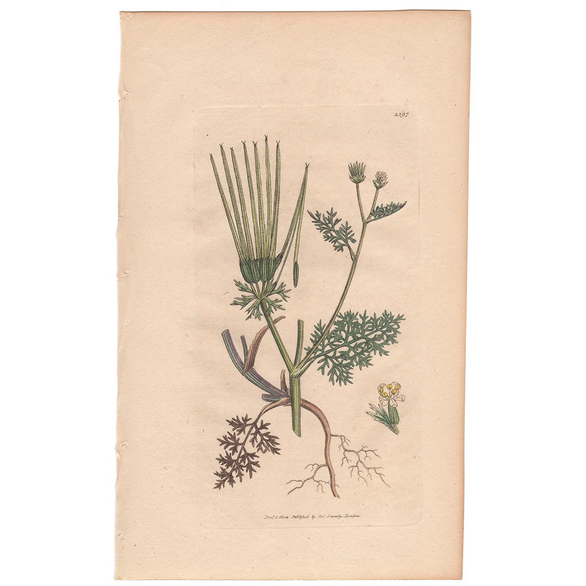 Sowerby Botany Plate 1397 Needle Chervil
