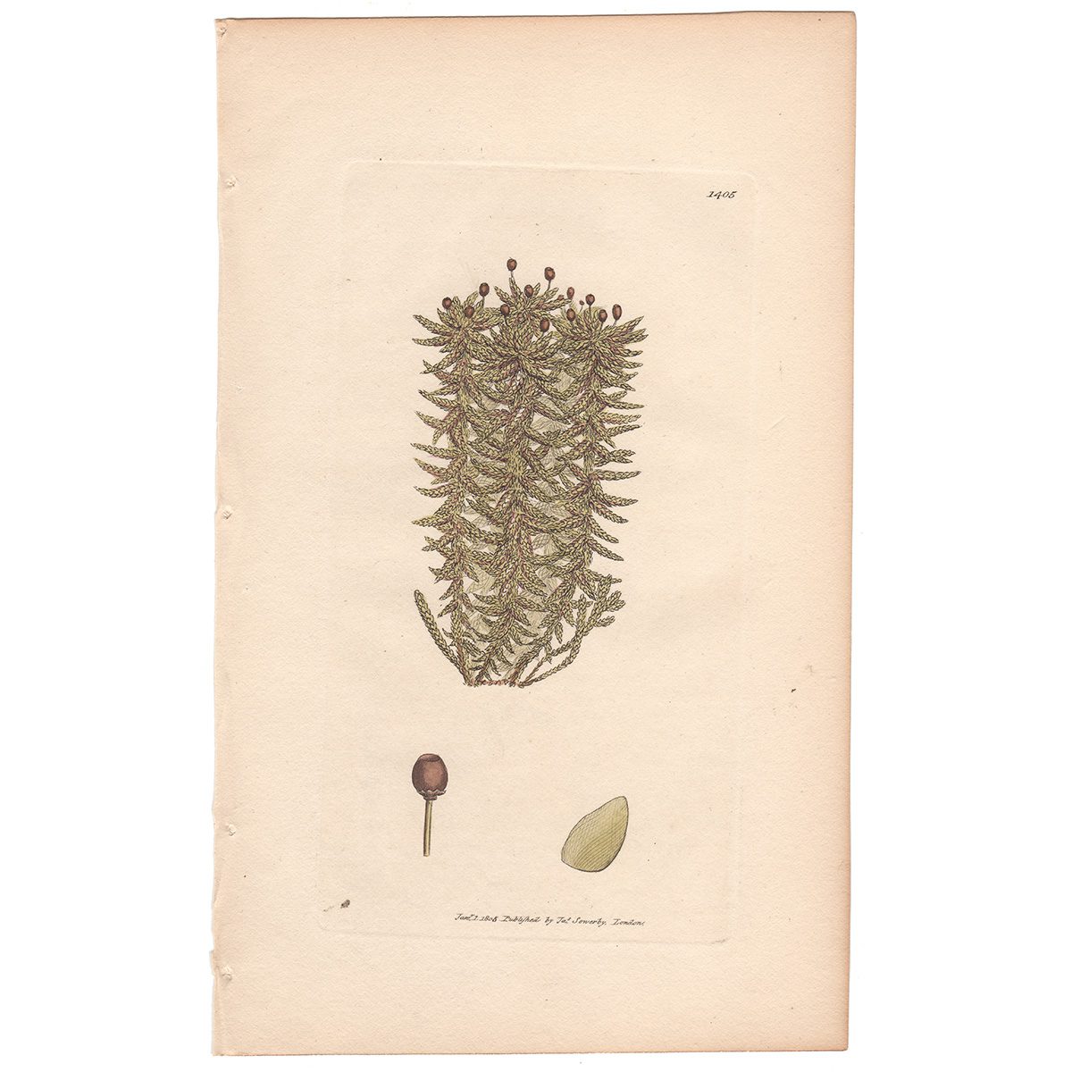 Sowerby Botany Plate 1405 Broad-leaved Bog-moss
