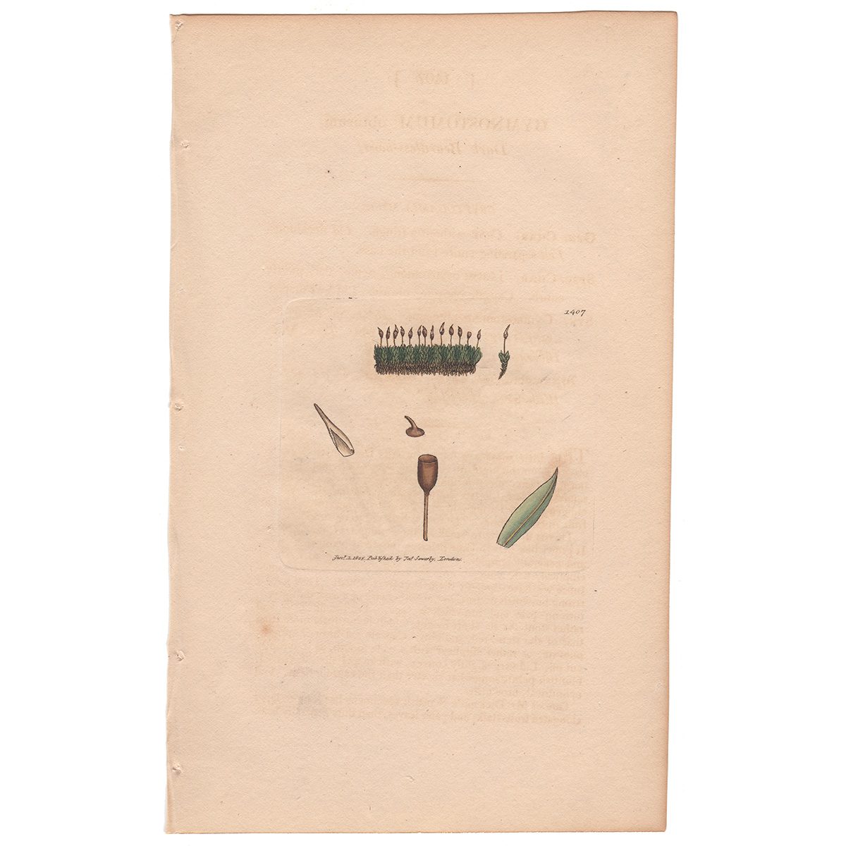 Sowerby Botany Plate 1407 Dark Beardless-moss