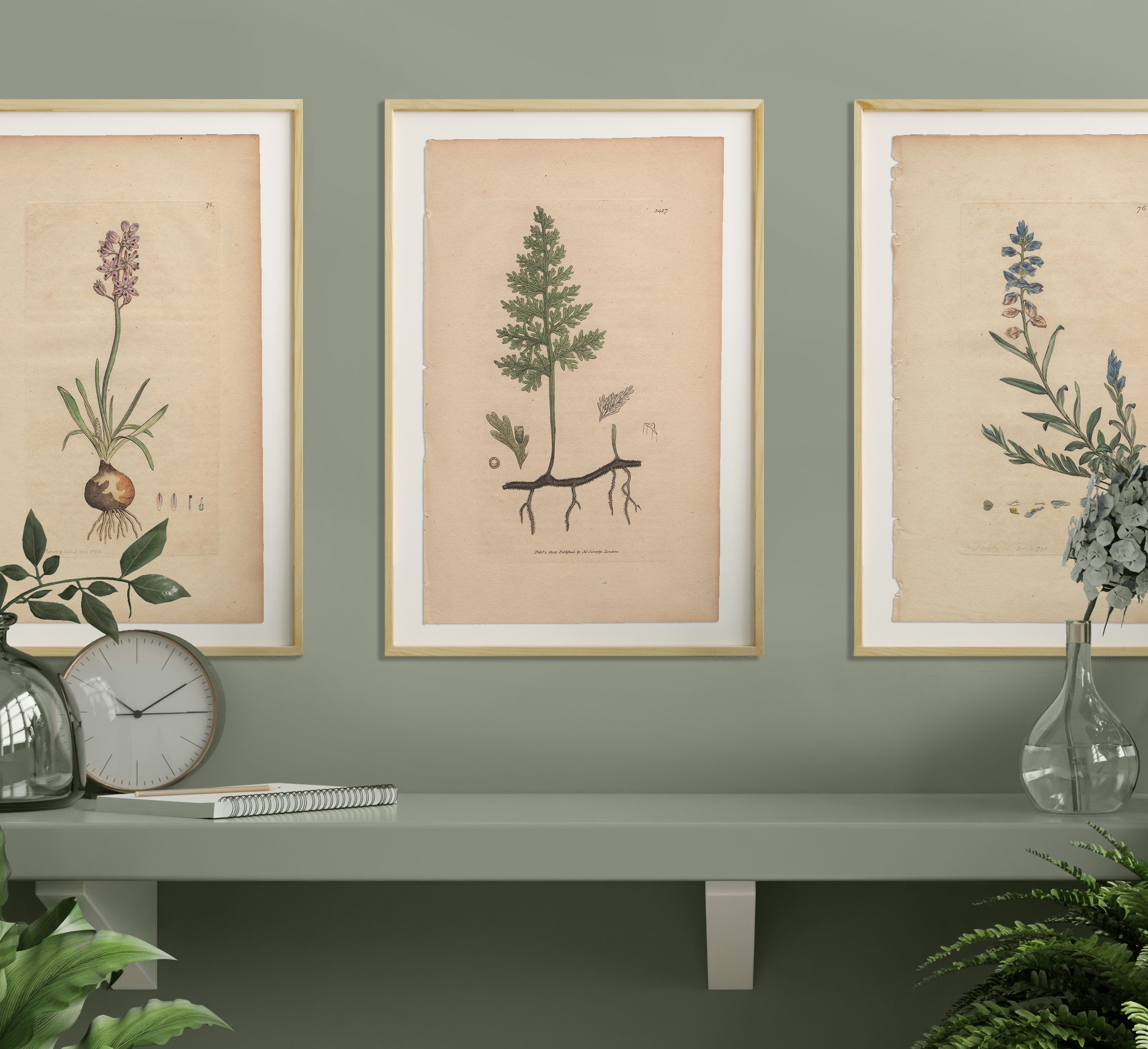 James Sowerby English Botany