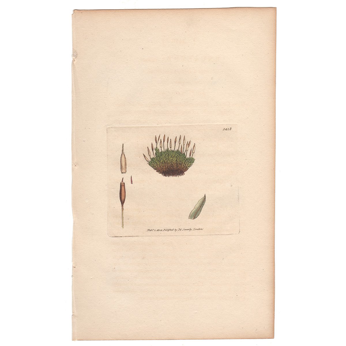 Sowerby Botany Plate 1418 Fringed Extinguisher-moss