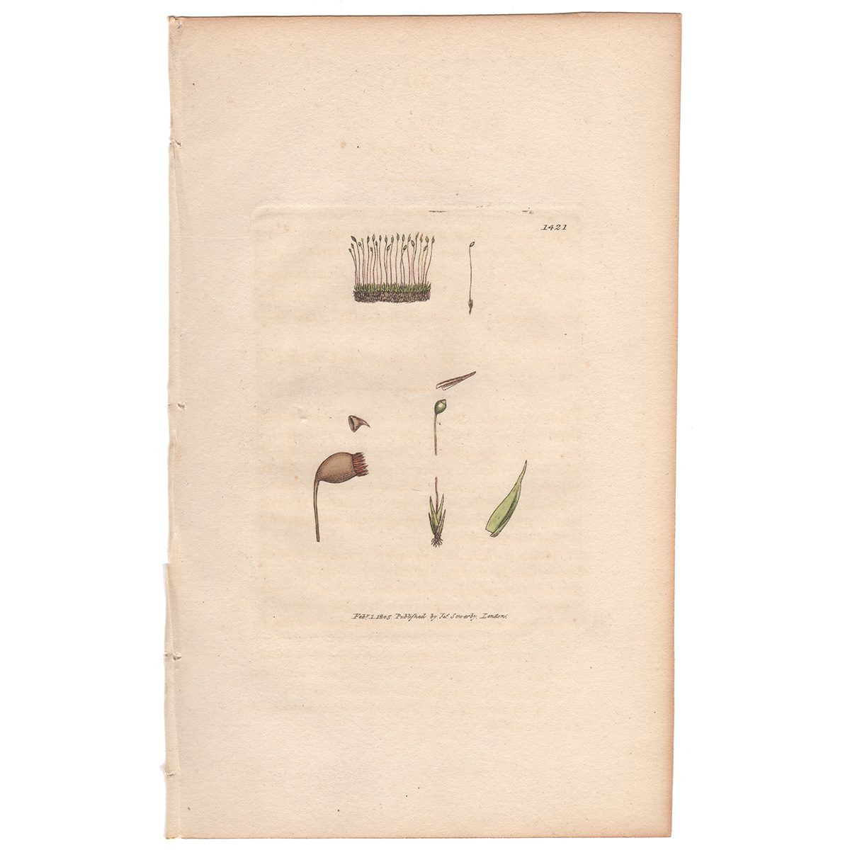 Sowerby Botany Plate 1421 Naked Grimmia