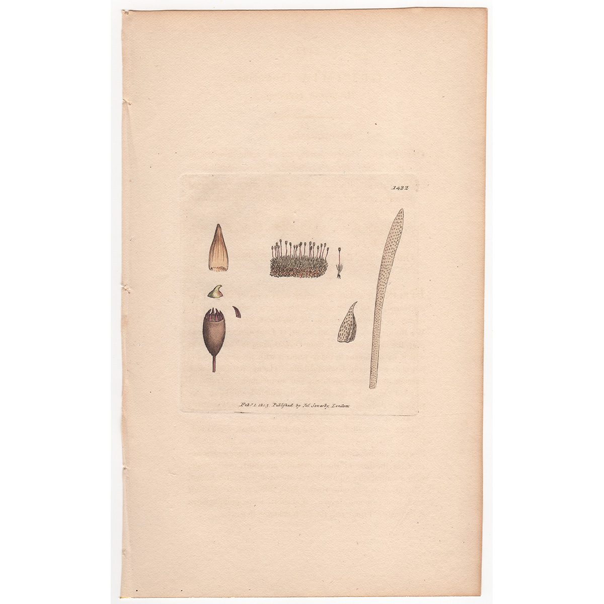 Sowerby Botany Plate 1422 Brownian Grimmia