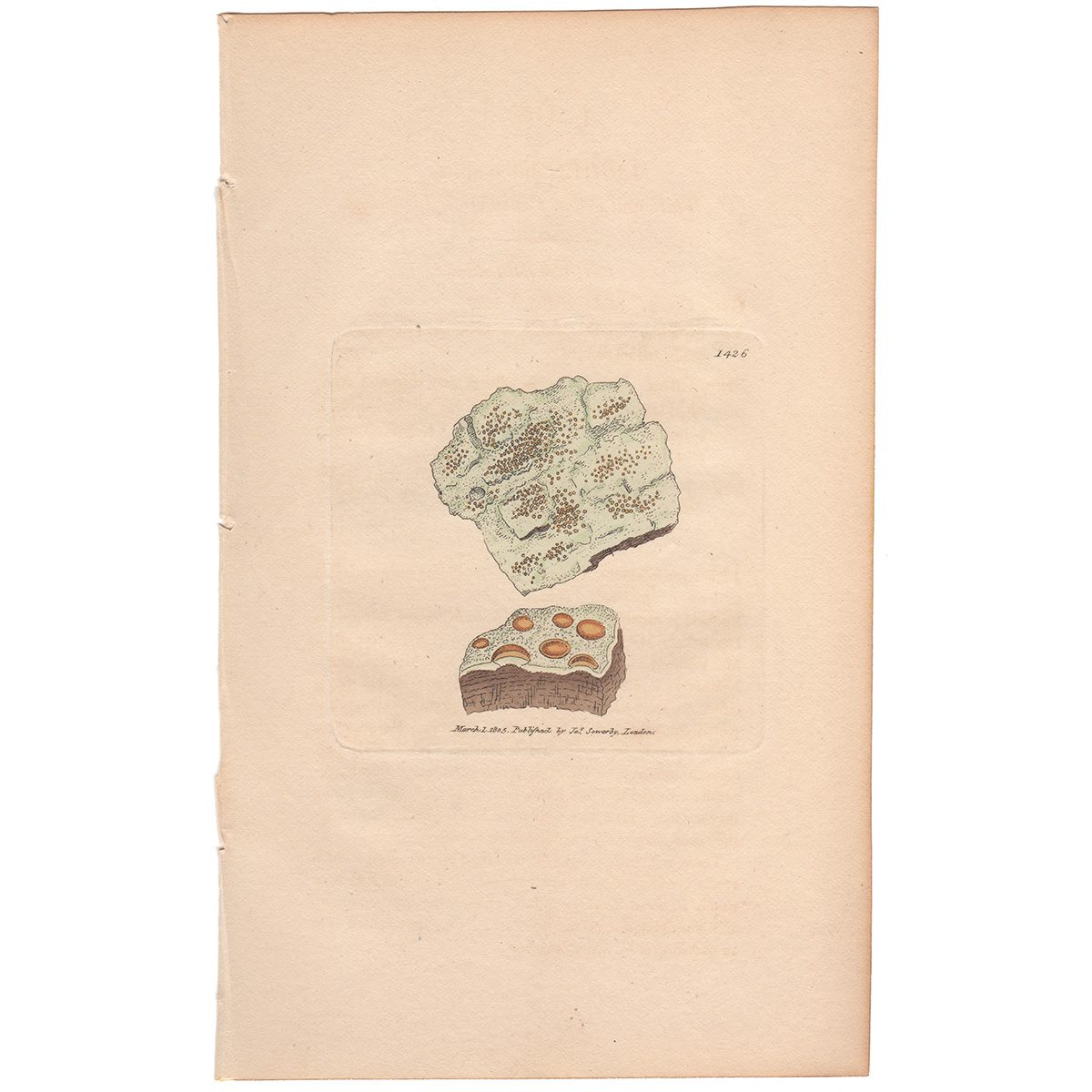 Sowerby Botany Plate 1426 White and yellow Crustaceous Lichen