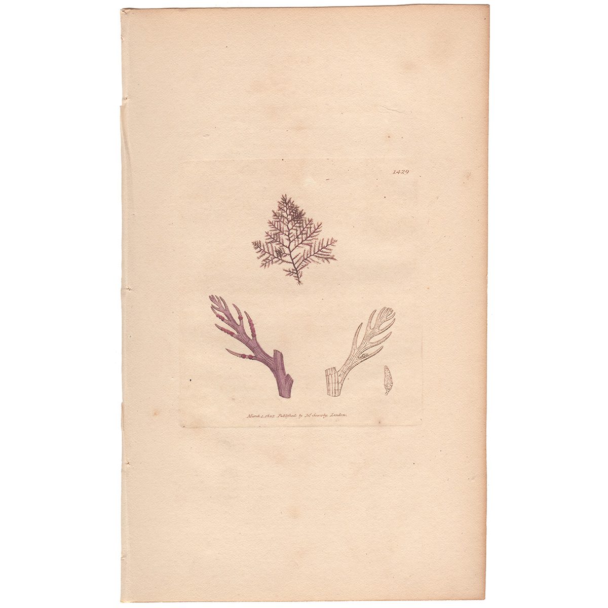 Sowerby Botany Plate 1429 Parasitical Feathered Conferva