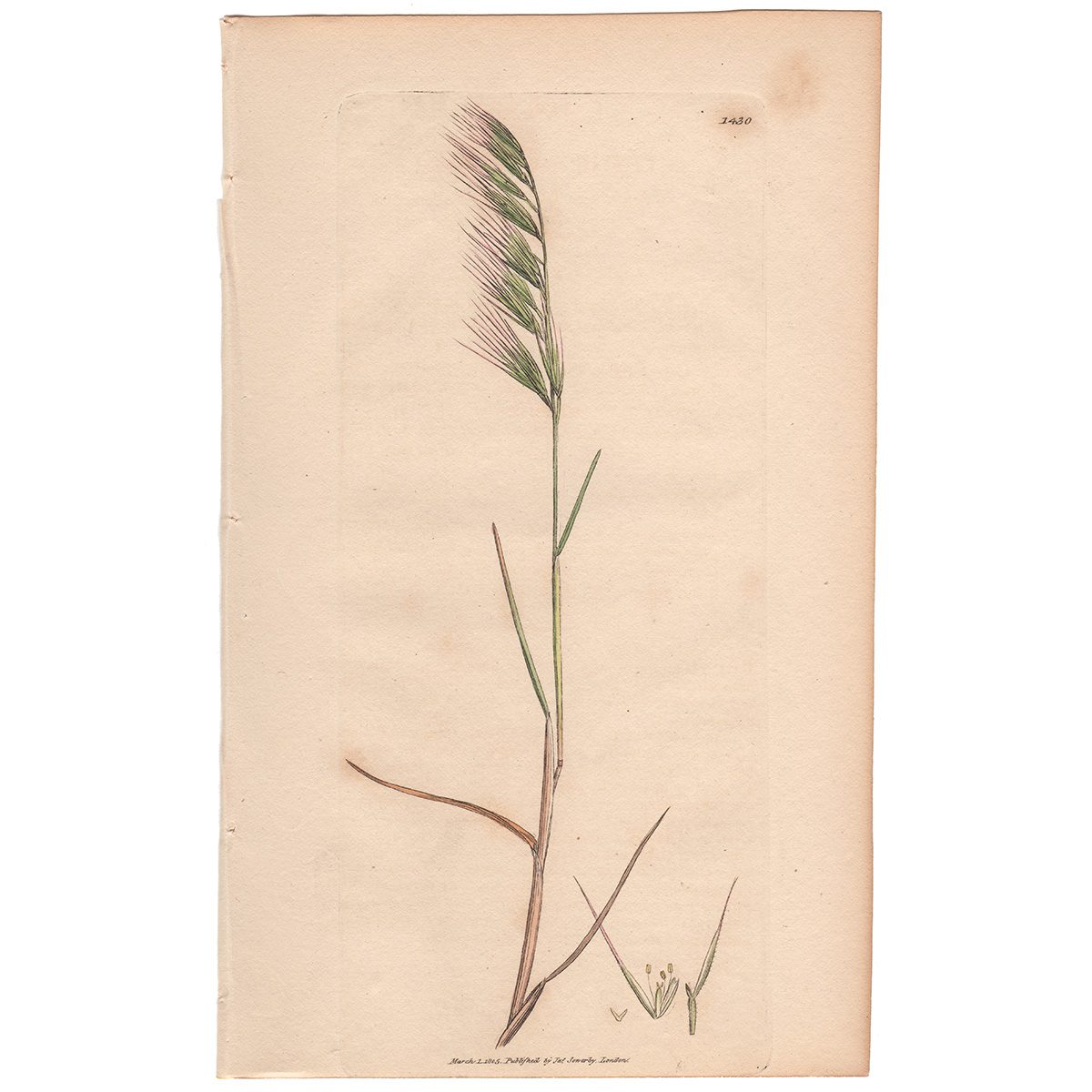 Sowerby Botany Plate 1430 Single-husked Fescue-grass