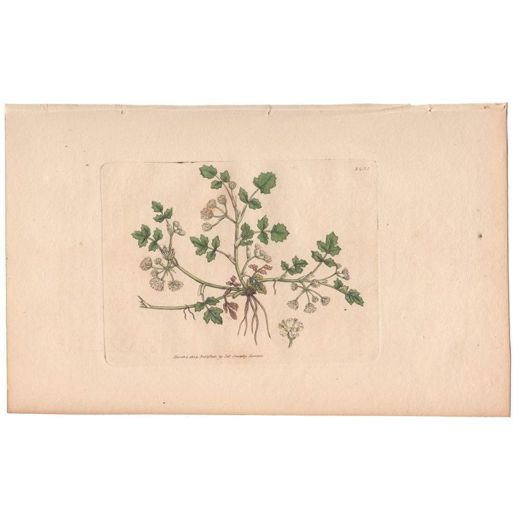 Sowerby Botany Plate 1431 Creeping Water Parsnep
