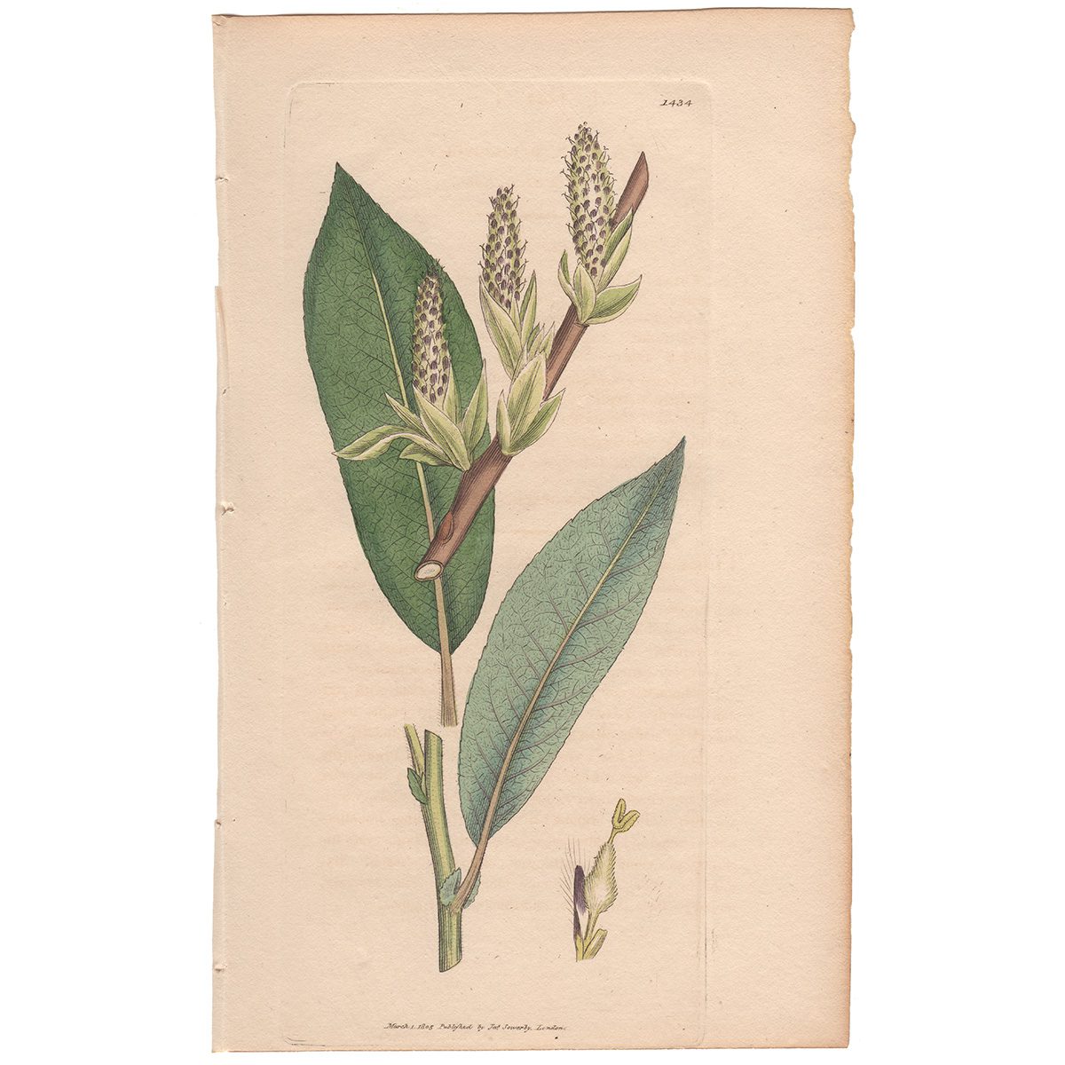 Sowerby Botany Plate 1434 Long-leaved Sallow