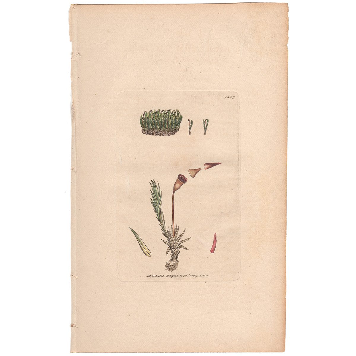 Sowerby Botany Plate 1439 Rigid-leaved Fork-moss