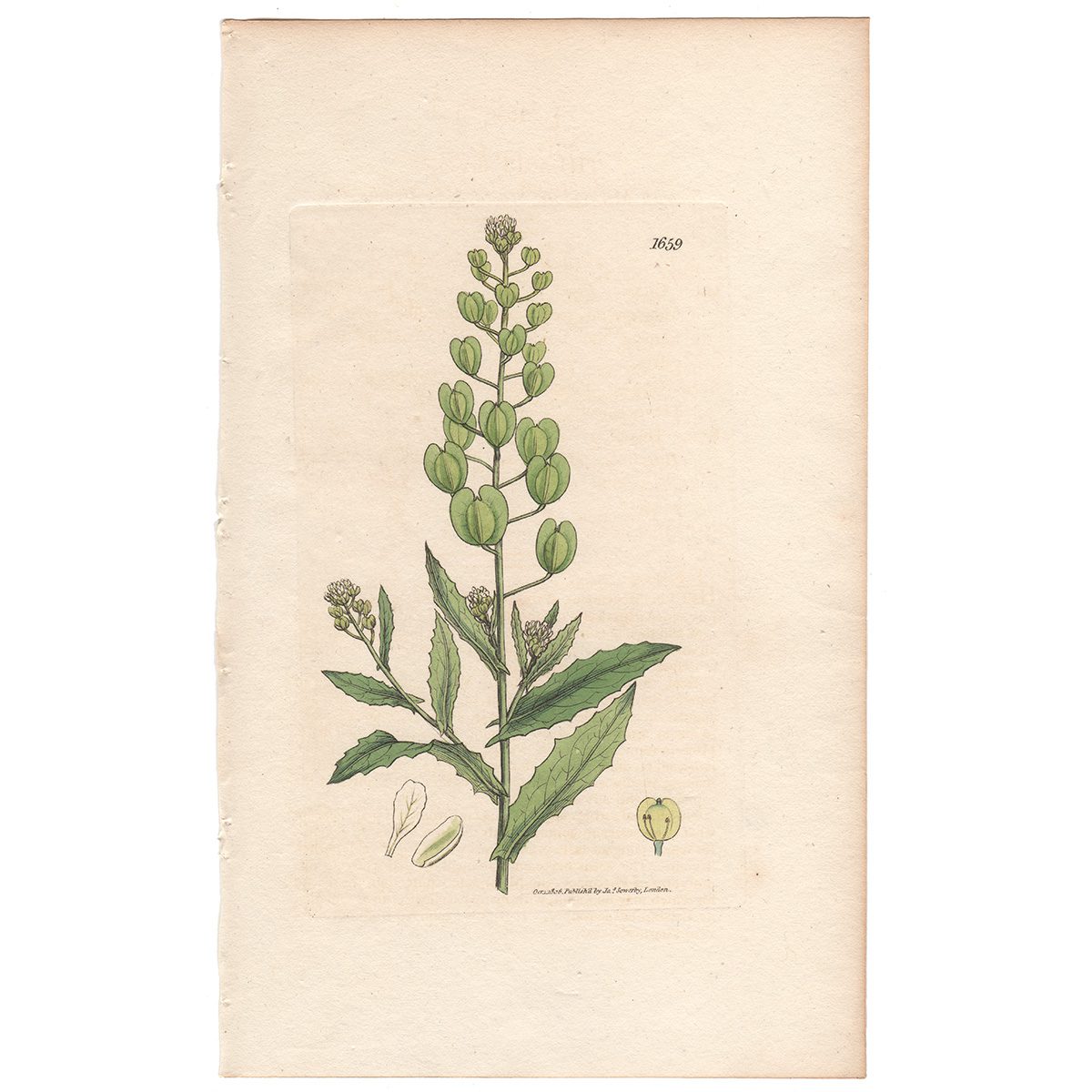 Sowerby Botany Plate 1659 Smooth Mithridate Mustard, or Penny-cress