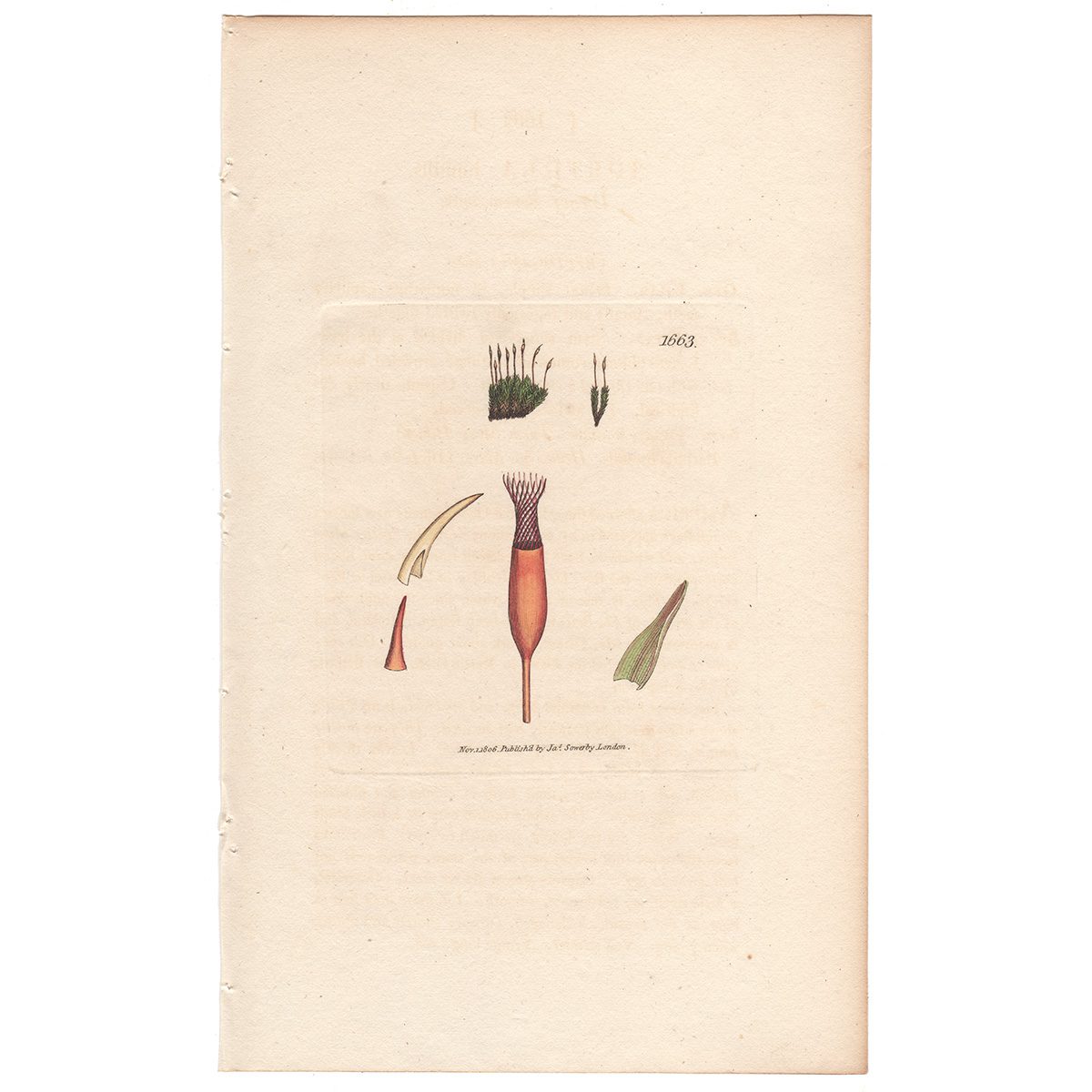 Sowerby Botany Plate 1663 Dwarf Screw-moss