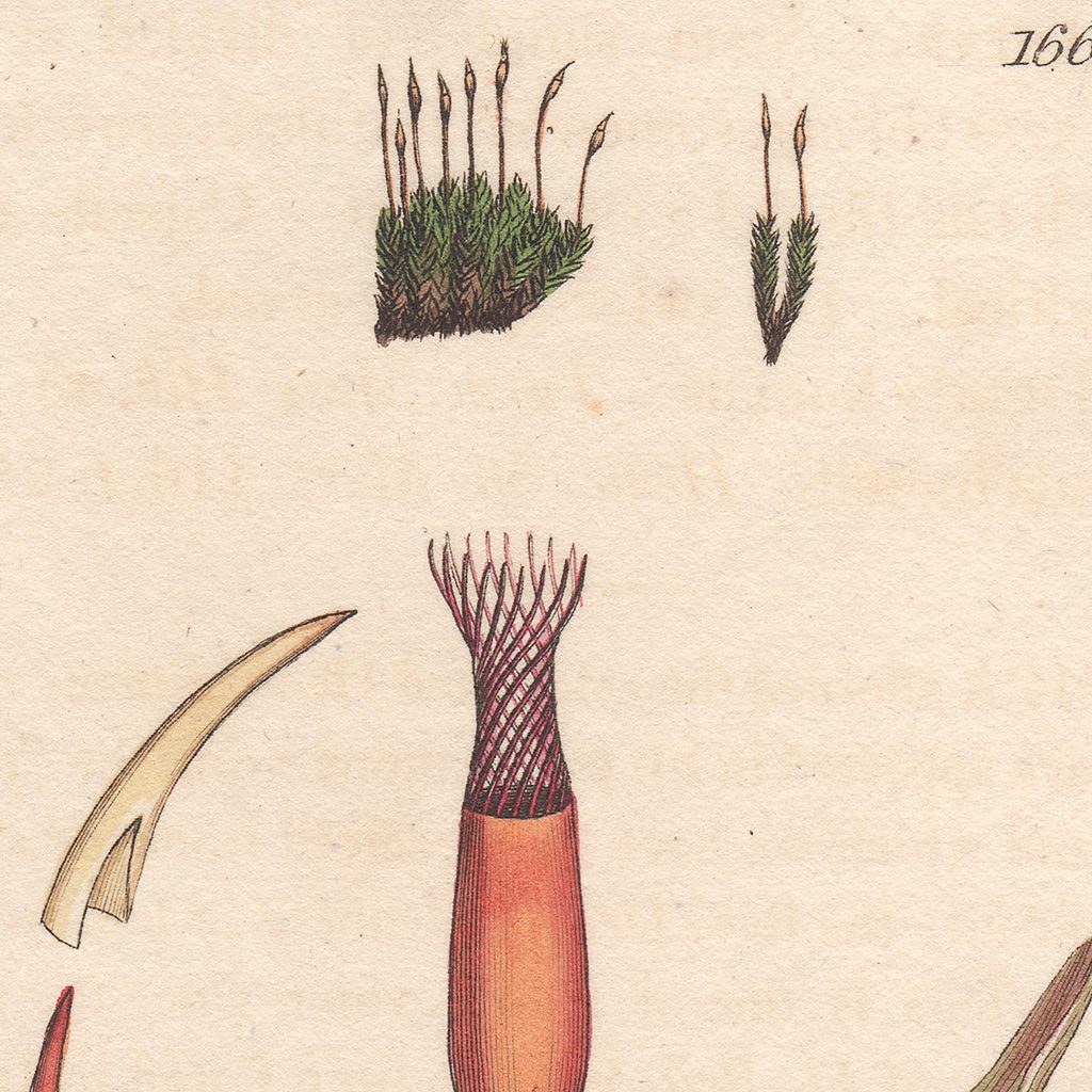 Sowerby Botany Plate 1663 Dwarf Screw-moss - Image 2