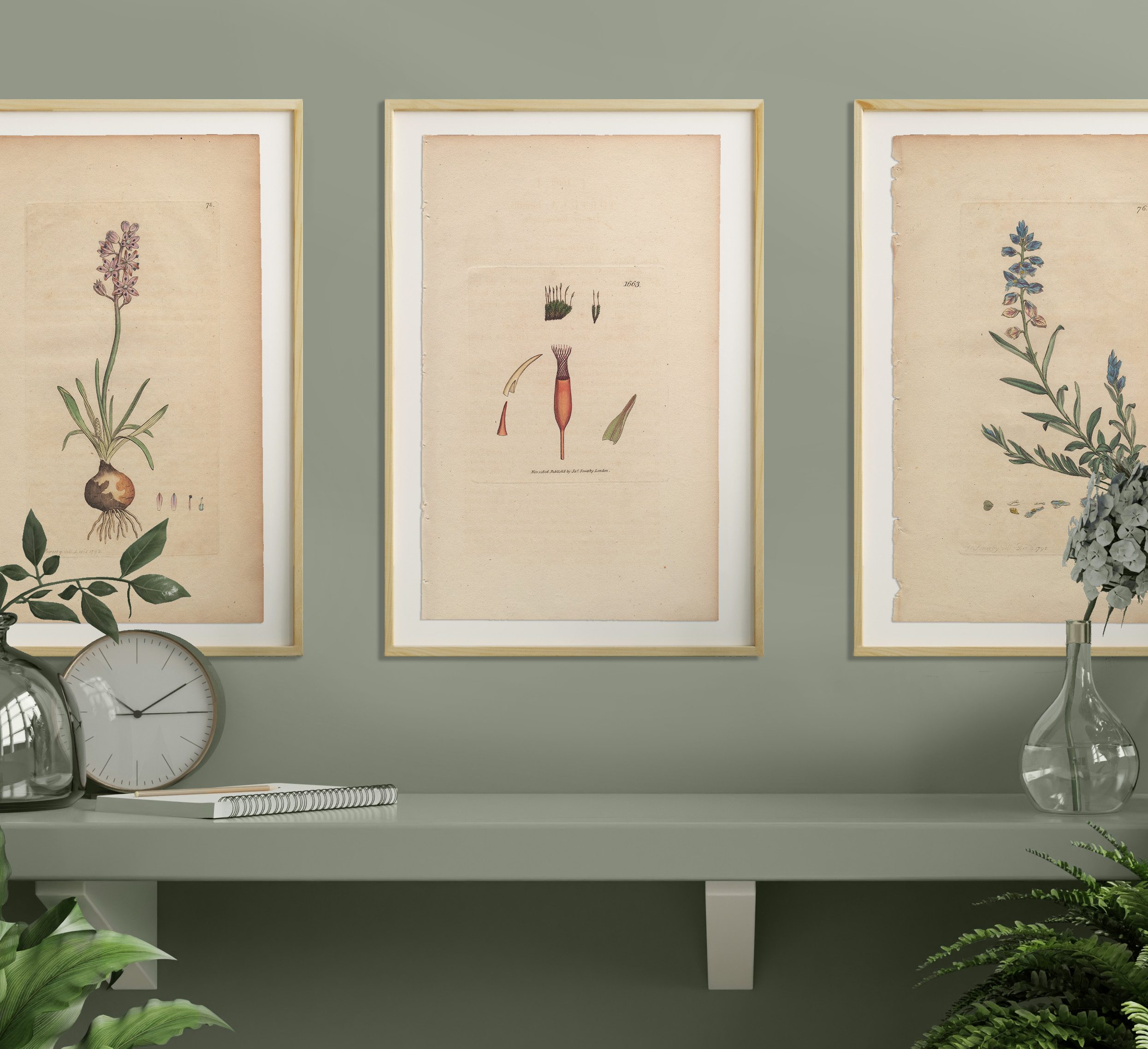 Sowerby Botany Plate 1663 Dwarf Screw-moss - Image 4