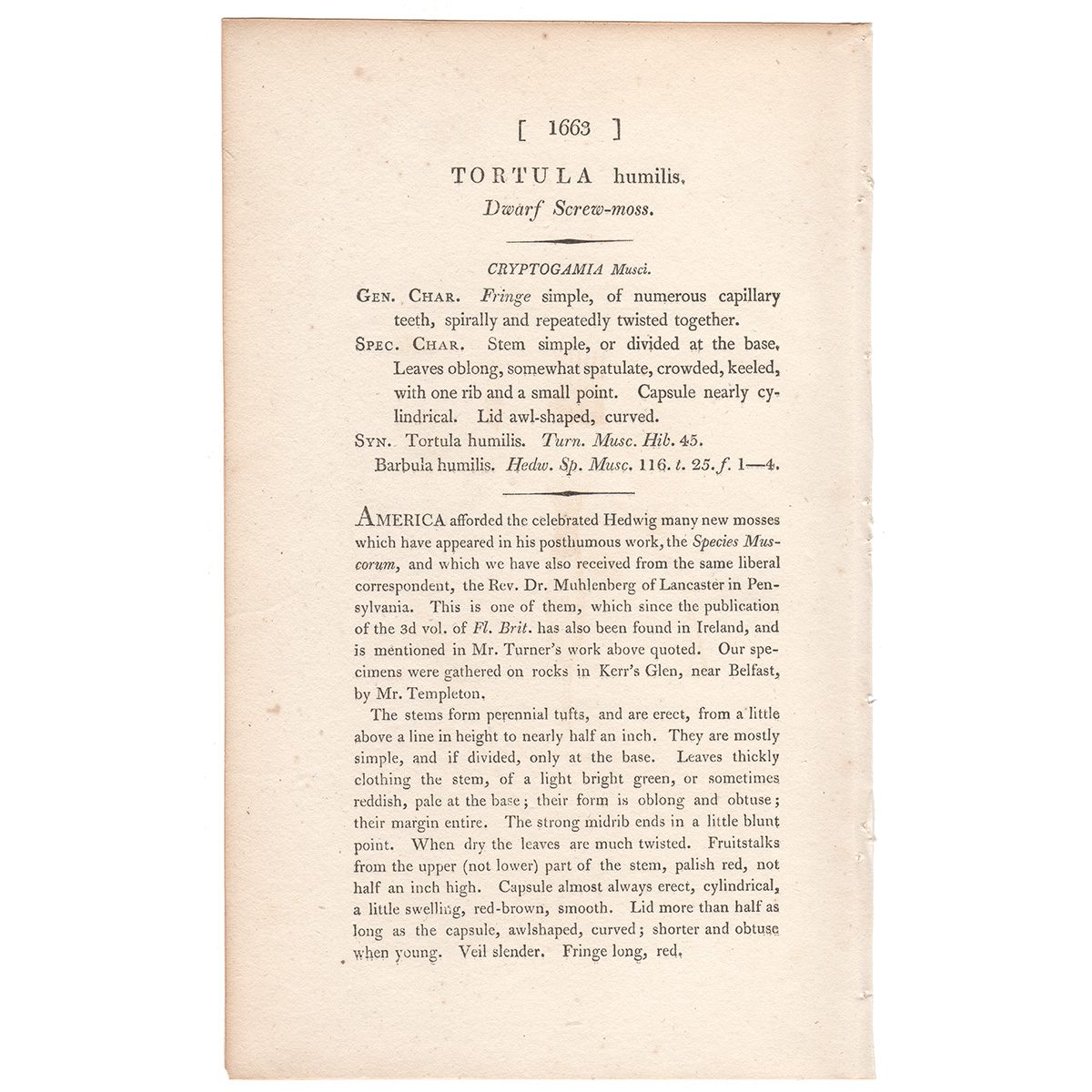Sowerby Botany Plate 1663 Dwarf Screw-moss - Image 3