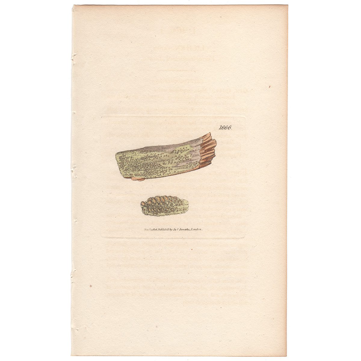 Sowerby Botany Plate 1666 Variable-shielded Lichen