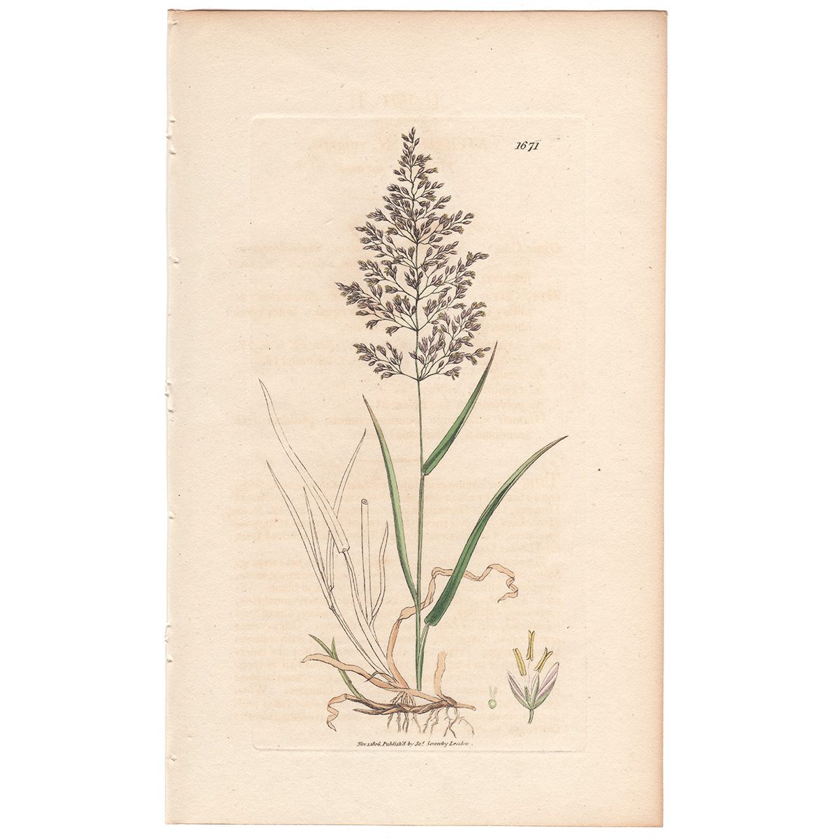 Sowerby Botany Plate 1671 Fine Bent-grass