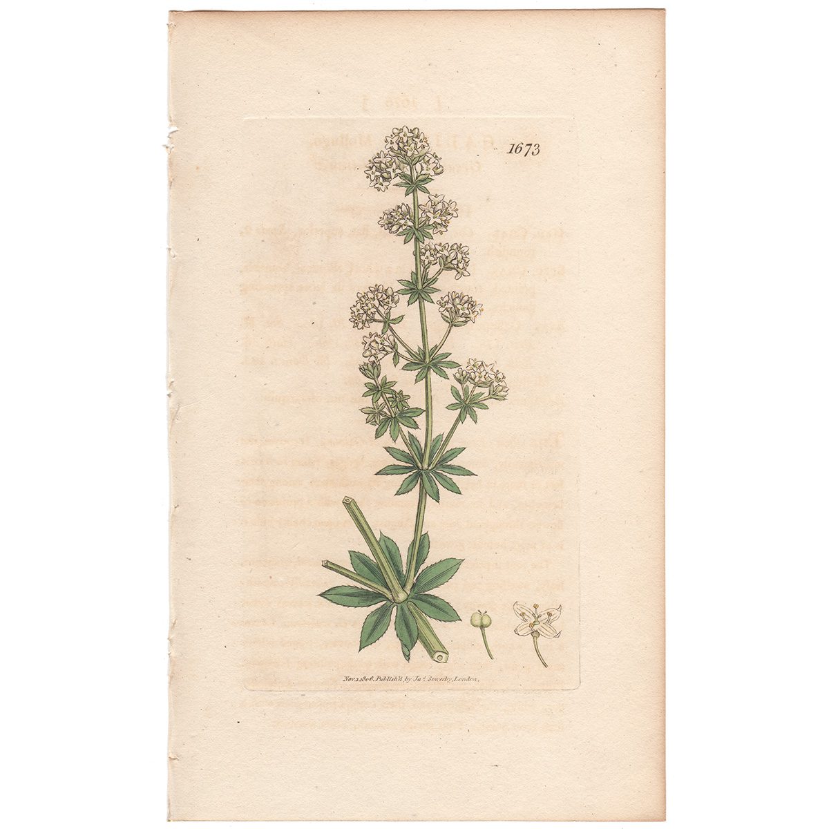 Sowerby Botany Plate 1673 Great Hedge Bedstraw