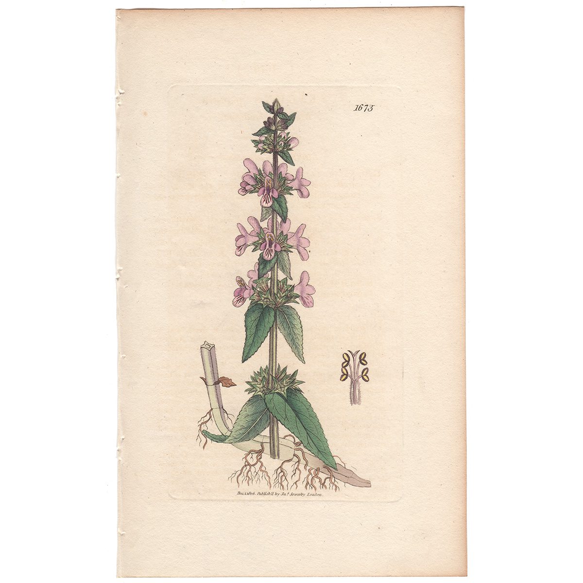 Sowerby Botany Plate 1675 Marsh Woundwort