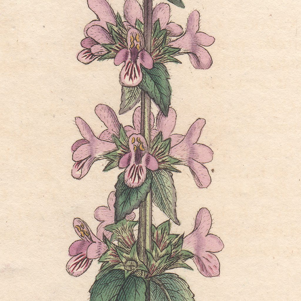 James Sowerby English Botany