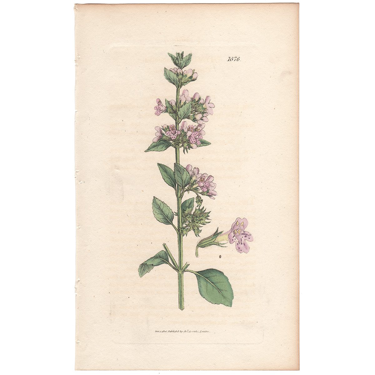 Sowerby Botany Plate 1676 Common Calamint