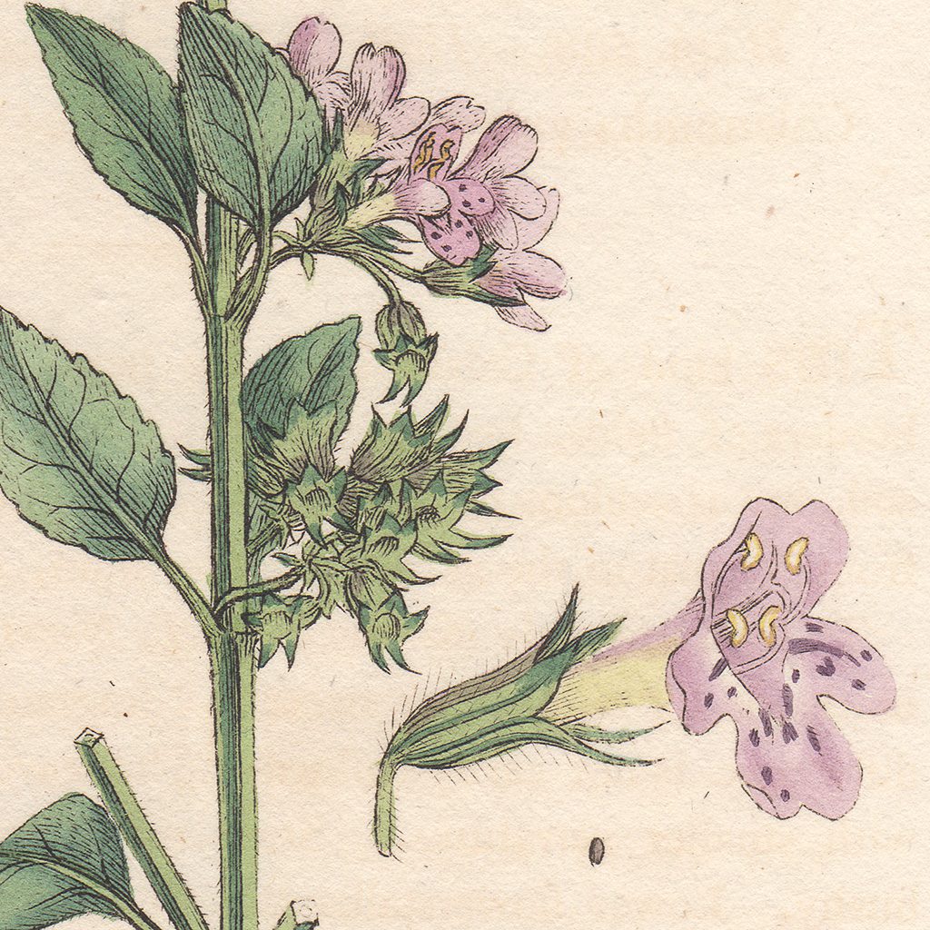 Sowerby Botany Plate 1676 Common Calamint - Image 2