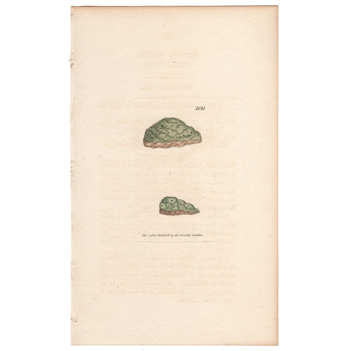 Sowerby Botany Plate 1681 Ground Lichen
