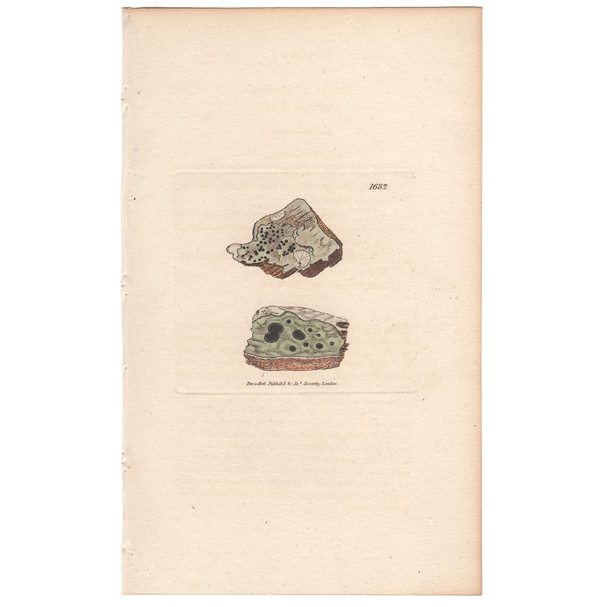 Sowerby Botany Plate 1682 Pine-bark Lichen