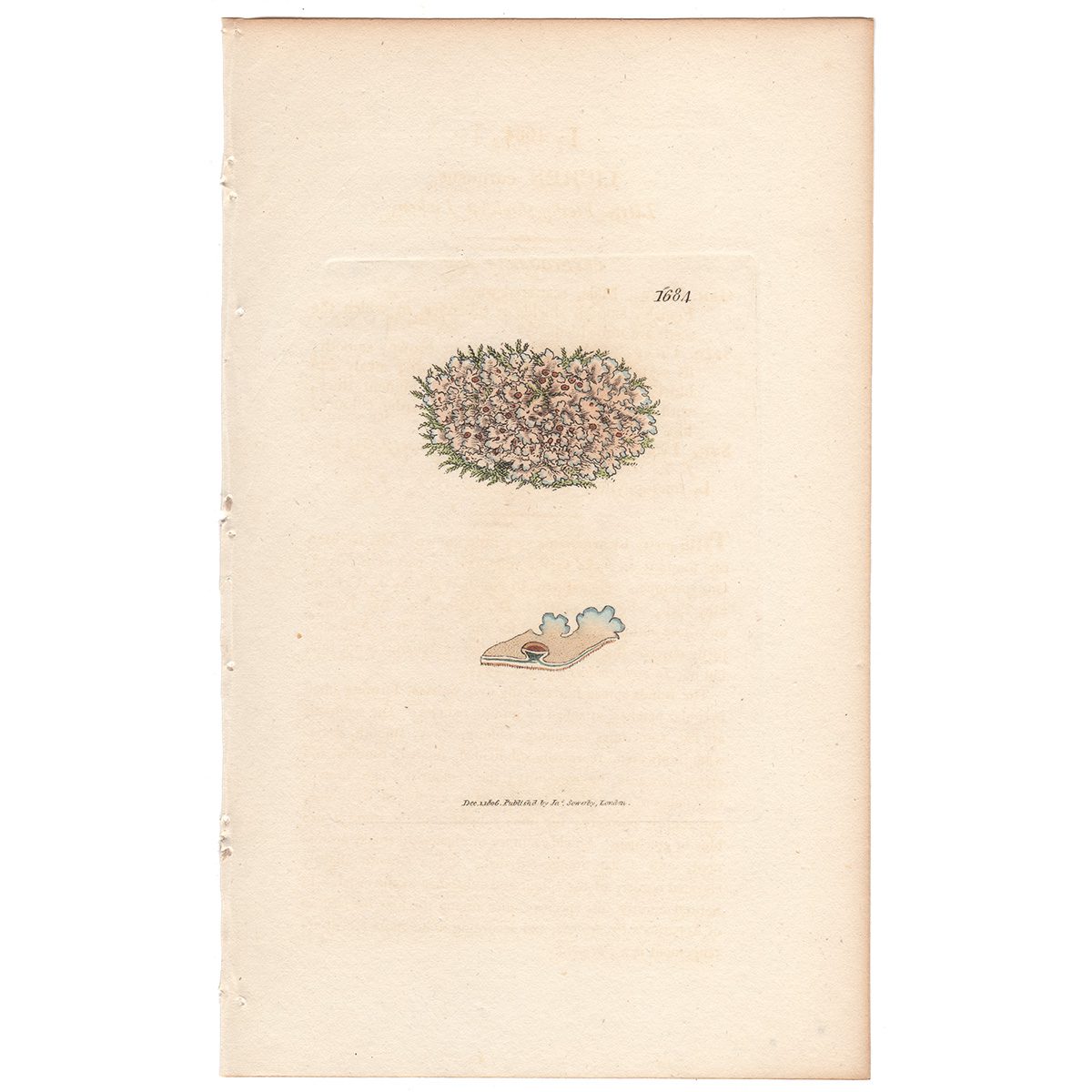Sowerby Botany Plate 1684 Little Fleshy-shielded Lichen
