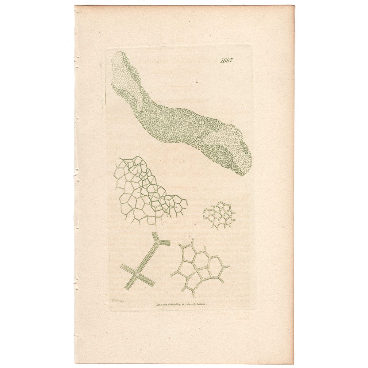 Sowerby Botany Plate 1687 Netted Conferva