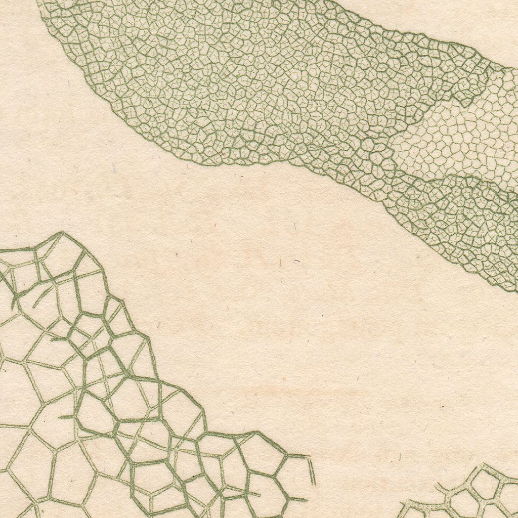 James Sowerby English Botany