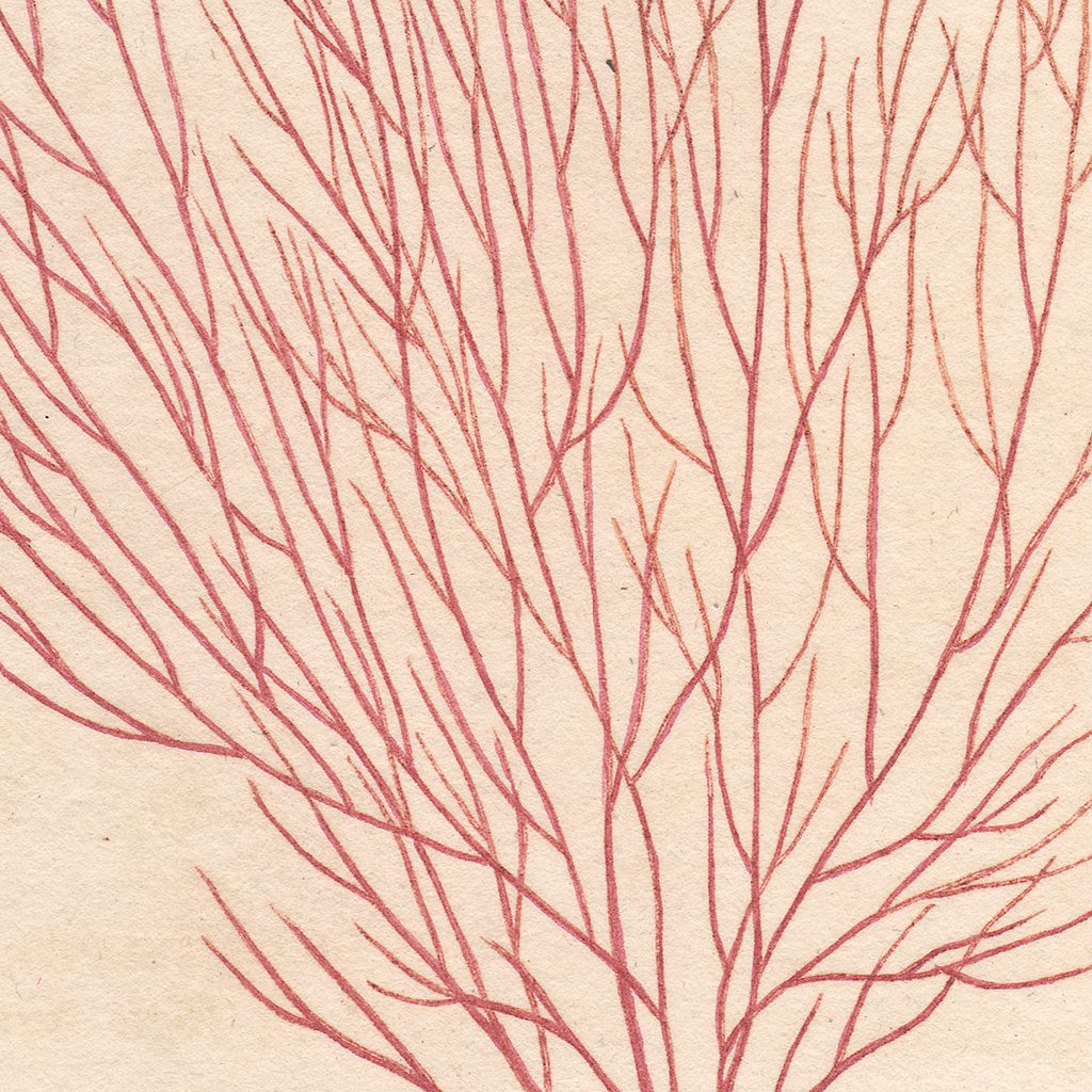 James Sowerby English Botany