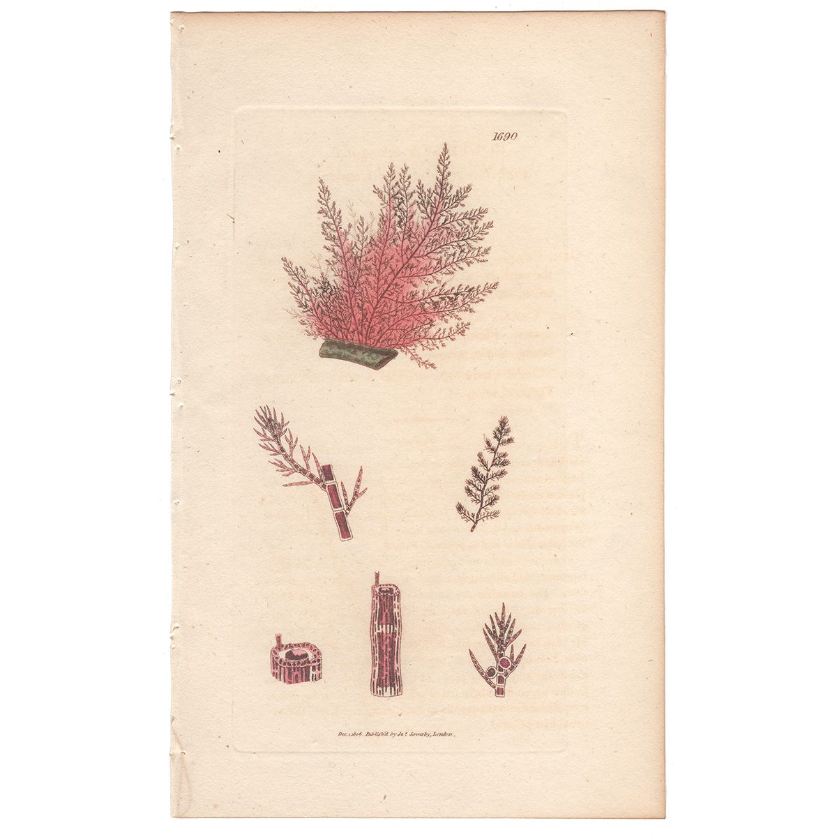 Sowerby Botany Plate 1690 Pink Square-branched Conferva