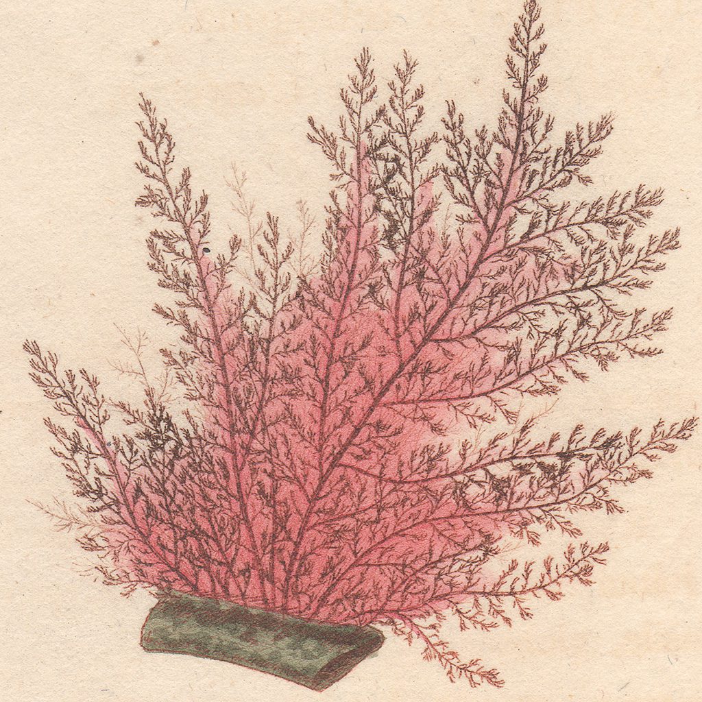 James Sowerby English Botany