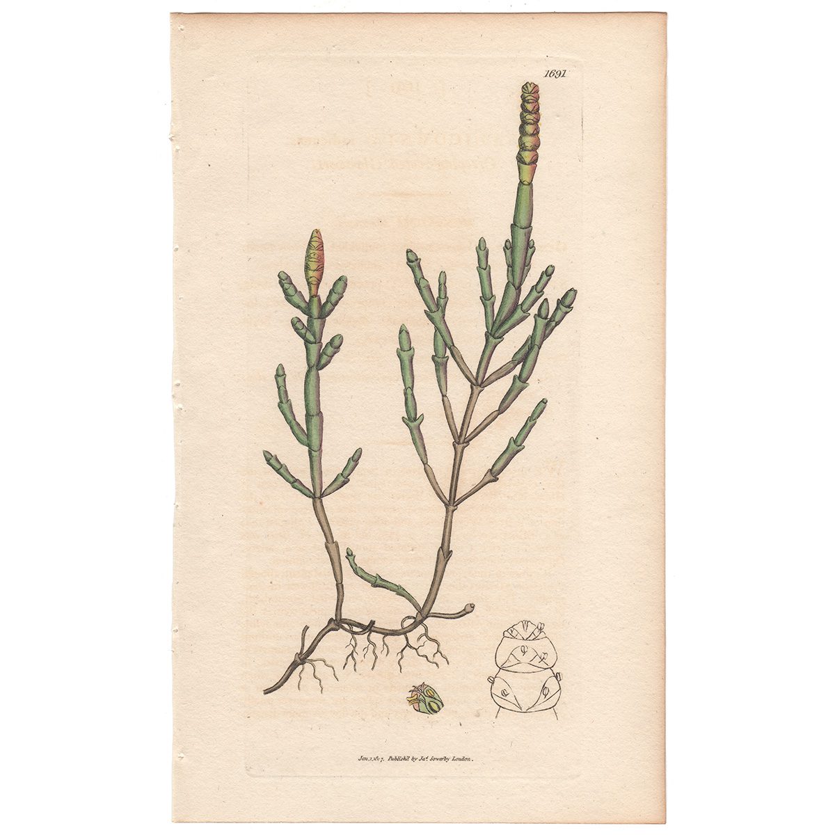 Sowerby Botany Plate 1691 Creeping-rooted Glasswort