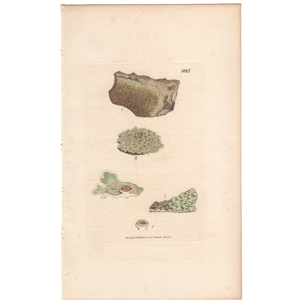 Sowerby Botany Plate 1695 Radiated Wall Lichen
