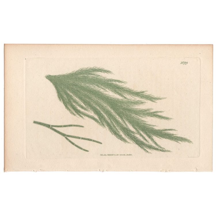 Sowerby Botany Plate 1699 Green Rock Conferva