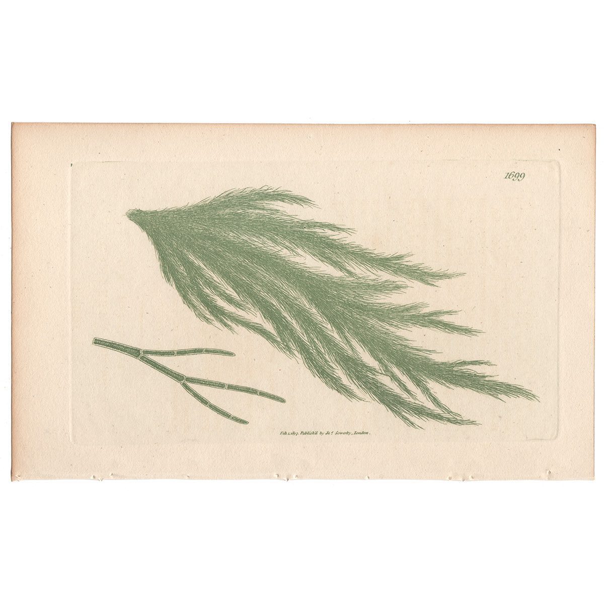 James Sowerby English Botany