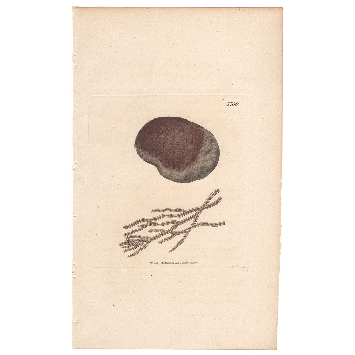 Sowerby Botany Plate 1700 Hair-brown Tufted Conferva