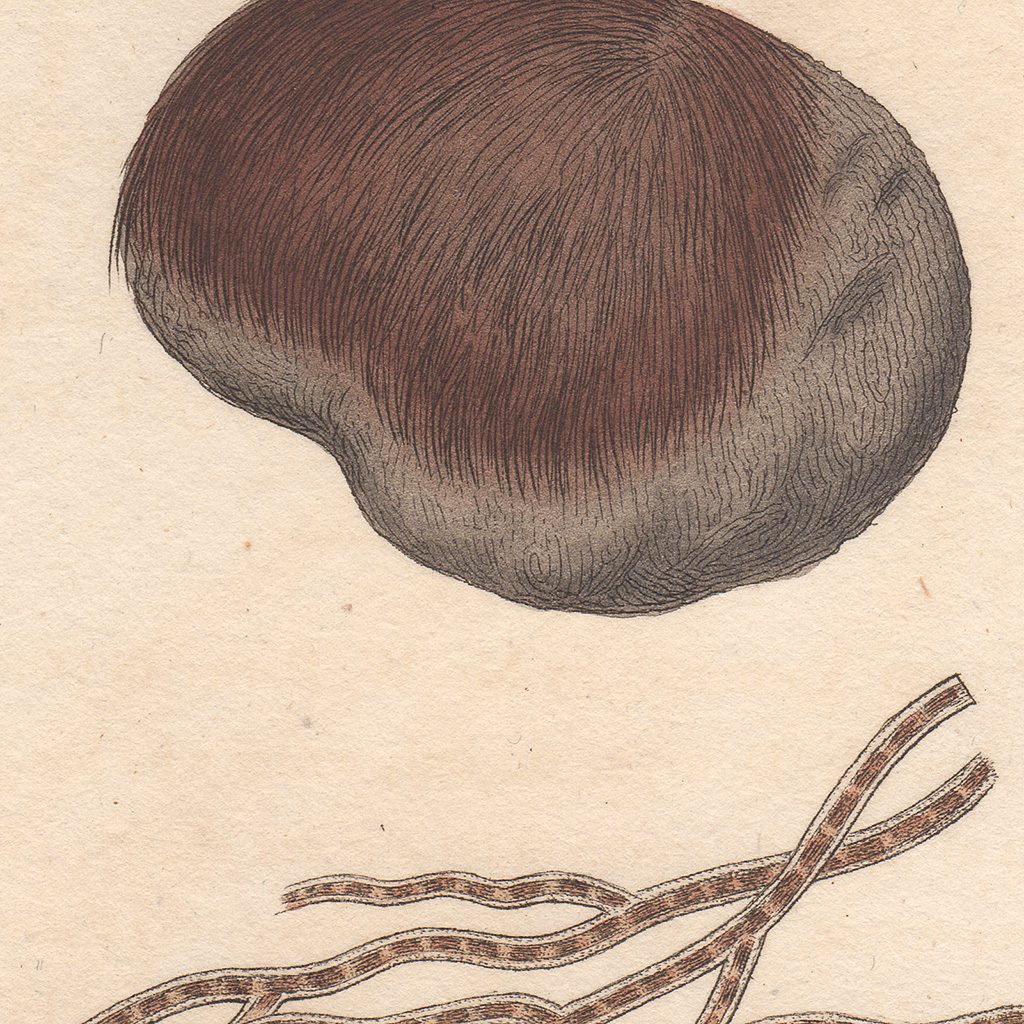 James Sowerby English Botany