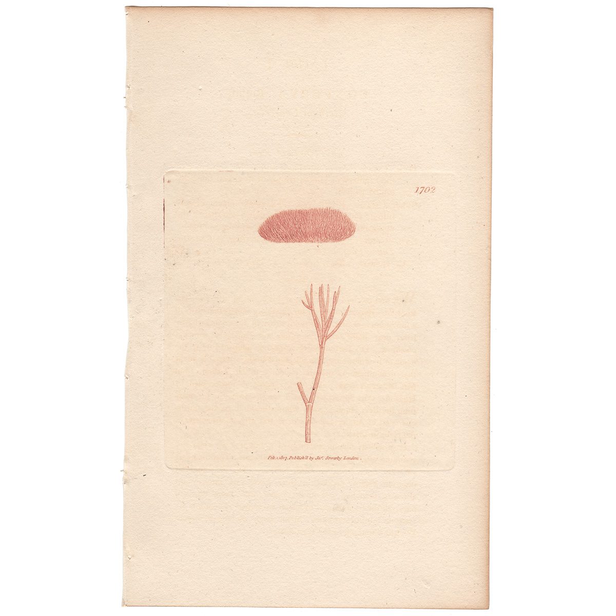 Sowerby Botany Plate 1702 Rothian conferva